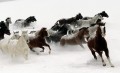 caballos corriendo sobre la nieve